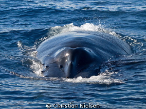 Before the dive. Friendly humpback whale was interacting ... by Christian Nielsen 
